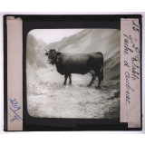 Races de bœufs, porcs, moutons. L'étable. Vache d'Aubrac.