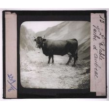 Races de bœufs, porcs, moutons. L'étable. Vache d'Aubrac.