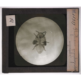 Les Insectes. Phylloxéra pemphigoïdes, nymphe.