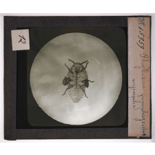 Les Insectes. Phylloxéra pemphigoïdes, nymphe.
