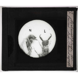 Métamorphoses des insectes. Métamorphose du Fourmi-Lion (Larve et nymphe).