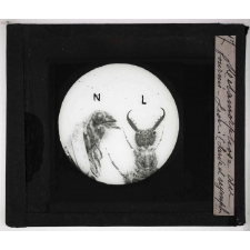 Métamorphoses des insectes. Métamorphose du Fourmi-Lion (Larve et nymphe).