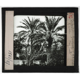 Etats-Unis. Régions Atlantique nord et sud. Silver Spring (Floride). Jardin tropical.