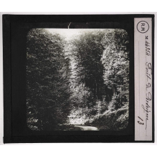 Perche. Forêt de Perseigne.