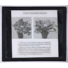 Nitrate de soude. Choux-Fleur Géant d'automne.