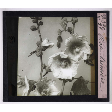 L'Art à l'école, décoration par les fleurs d'été. Rose trémière.