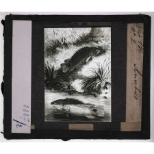 Mœurs des poissons. Anabas.