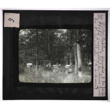 Forêts de France. Feuillus et résineux. Ruches disposées à la lisière d'une futaie de chênes. Forêt de Fontainebleau (Seine-et-Marne).