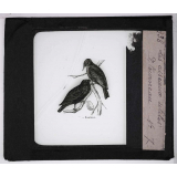 Les Oiseaux utiles. Etourneau.