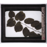La Plante. La feuille simple du tilleul.