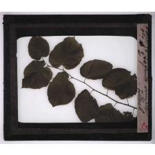 La Plante. La feuille simple du tilleul.