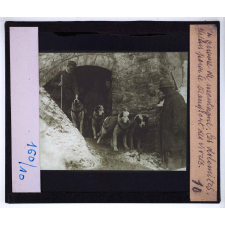 La Guerre de montagne dans les Dolomites (août 1915 - avril 1916). Chiens pour le transport des vivres.