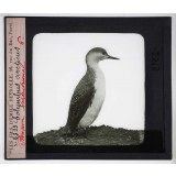 Les Adaptations à la natation chez les animaux. Plongeon Septentrional, Colymbus arcticus.