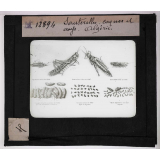 Les Insectes. Sauterelles. Coques et oeufs. Algérie.