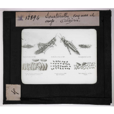 Les Insectes. Sauterelles. Coques et oeufs. Algérie.