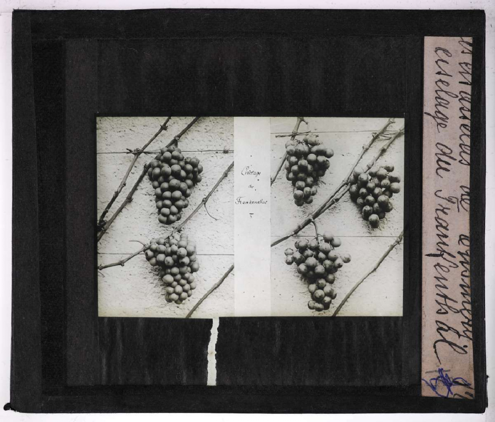 La Production des raisins de table. Les chasselas de Thomery. Ciselage du Frankenthal.