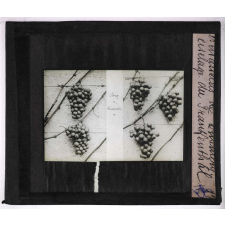 La Production des raisins de table. Les chasselas de Thomery. Ciselage du Frankenthal.