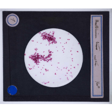 Bactéries. Bacterium termo culture.
