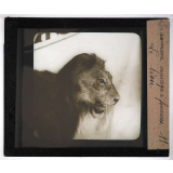 Les Animaux sauvages et la fourrure. Le lion.