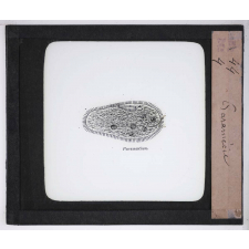 Microscope nature. Paramécie.
