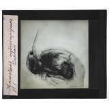 Quelques exemples d'observations microscopiques. Daphnie.