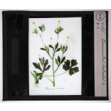 Les Plantes vénéneuses. Ranunculus sceleratus.