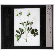 Les Plantes vénéneuses. Ranunculus sceleratus.