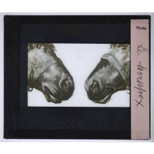 Les Etapes de la préservation de la variole. Le Horsepox.