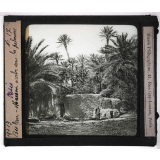 Oasis. Biskra. Maison arabe sous les palmiers.