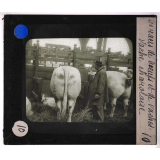 Les Races bovines. Vache charolaise.