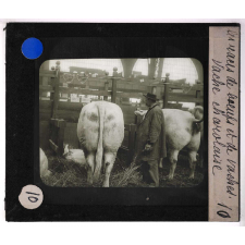 Les Races bovines. Vache charolaise.