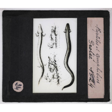 Reptiles et amphibiens. Protée.