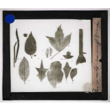 Les Plantes disparues. Plantes miocènes caractéristiques. 