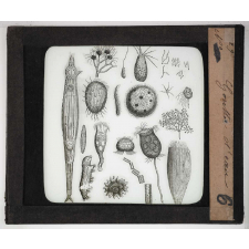 Microscope. Gouttes d'eau.