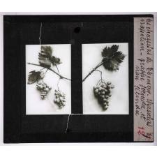 La Production des raisins de table. Les chasselas de Thomery. Chasselas Napoléon. Grappe fécondée et non fécondée.