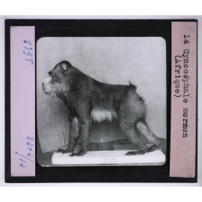 Singes et lémuriens. Cynocéphale mormon (Afrique).