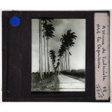 Guadeloupe, Martinique. Avenue de Palmiste près la Capesterre.
