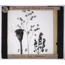 Dissémination des fruits et des graines. Fruits de Pavot, Brisa, Germandrée.
