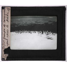 Les Animaux des régions polaires australes (baleines, phoques, oiseaux). Groupe de cormorans, repos après la pêche.