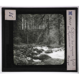 Forêts de France. Feuillus et résineux. Futaie de sapins. Forêt de Gérardmer (Vosges).