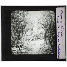 Madagascar. Chemin côtier entre Tamatave et Andévorante.