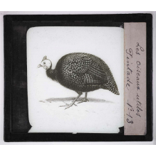Les Oiseaux utiles. Pintade.