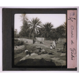 Végétation. Oasis de Gabés.