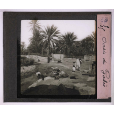 Végétation. Oasis de Gabés.