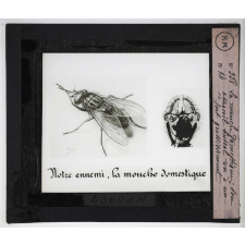 Prophylaxie des maladies contagieuses. 2e série. Transmises par les produits cutanés, le pus, les sécrétions oculaires, les parasites. La mouche domestique; son appareil buccal vu à un fort grossissement.