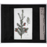 Les Plantes vénéneuses. Taxus baccata.