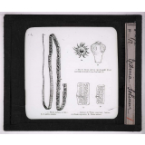 Les Animaux parasites de l'homme. Taenia solium.
