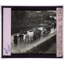 La Retraite des Serbes en Albanie après la campagne de 1915. Transport des blessés dans les chariots à bœufs conduits par les femmes serbes.