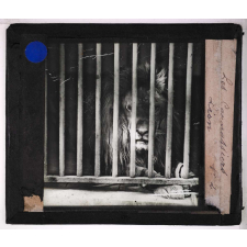 Les Carnassiers. Lion.