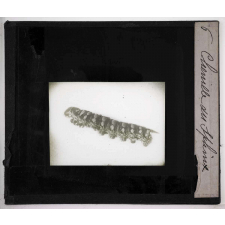 Métamorphoses des insectes. Chenille du Sphinx.